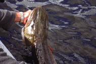 canadian fly in fishing trips canadian fly in fishing trips