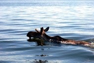 canadian fly in fishing trip