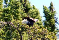 canadian fly fishing trips